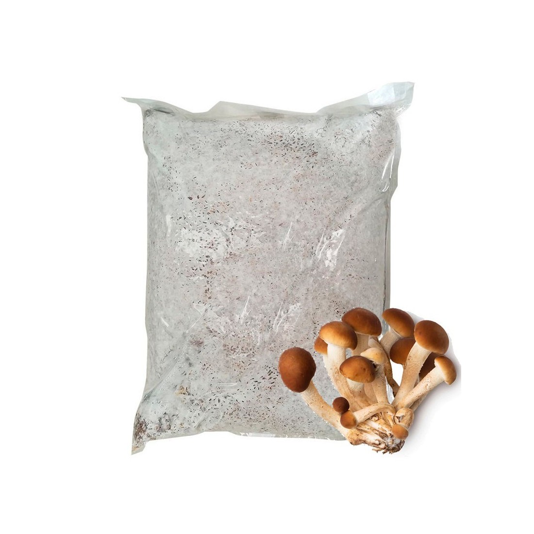 Myzel Pleurotus ostreatus 30l – Industrielle Pilzkultur