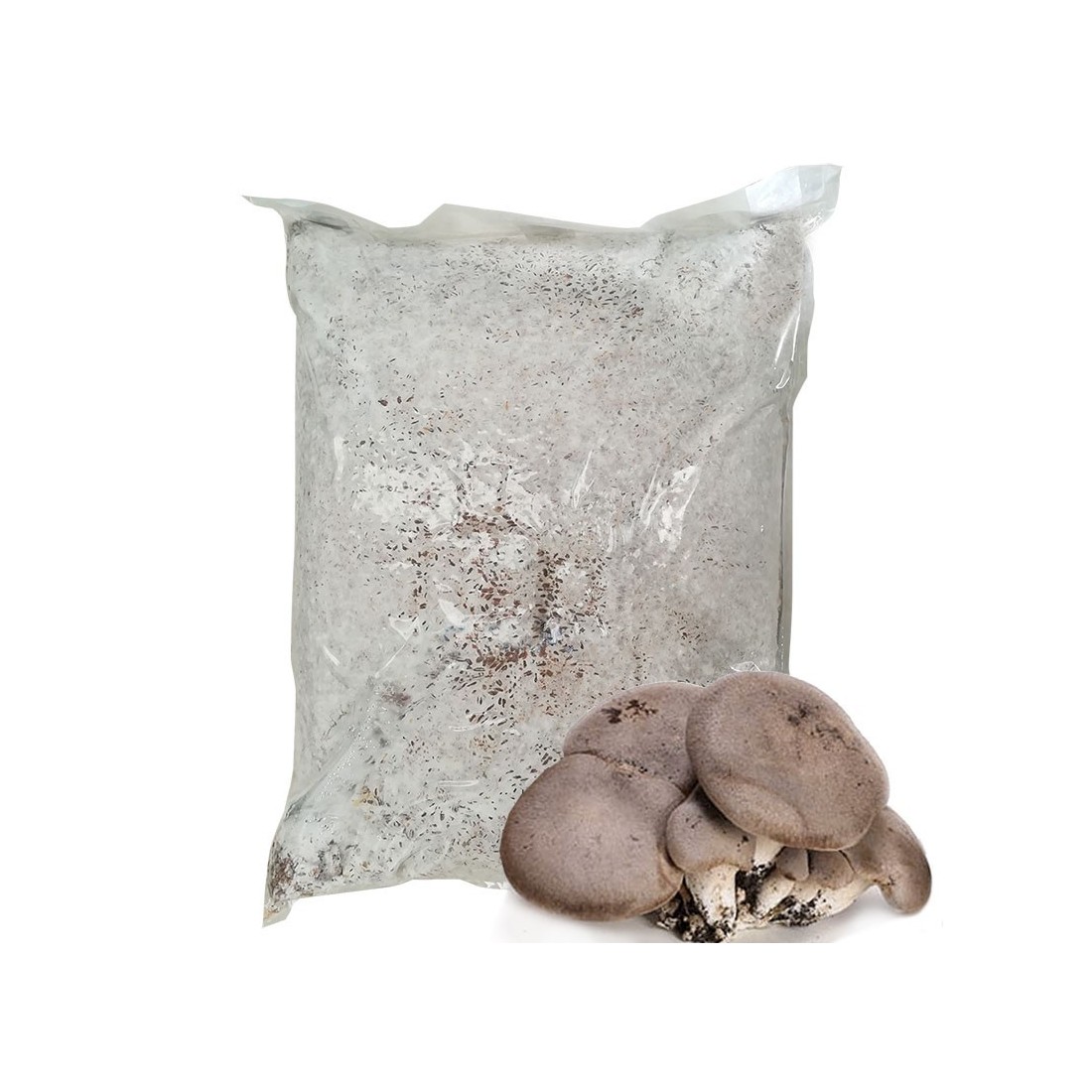 Micelio Pleurotus eryngii 30 l