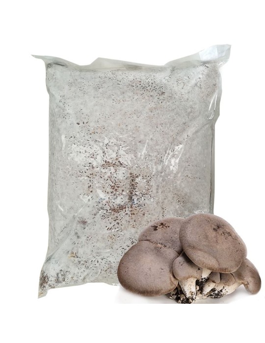 Micelio Pleurotus eryngii 30 l