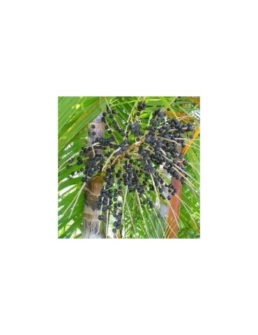 Acai Polvere Liofilizzato Bio 1kg - Superfood Antiossidante 2