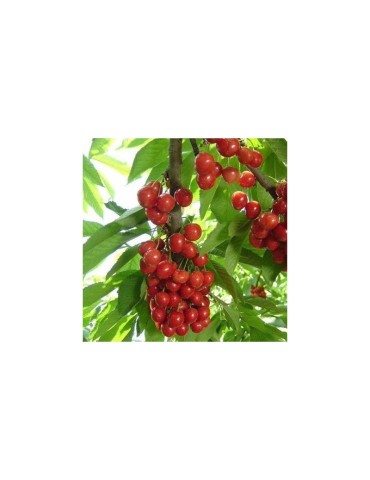 Acerola in Polvere Biologica - Alto Contenuto Vitamina C 2