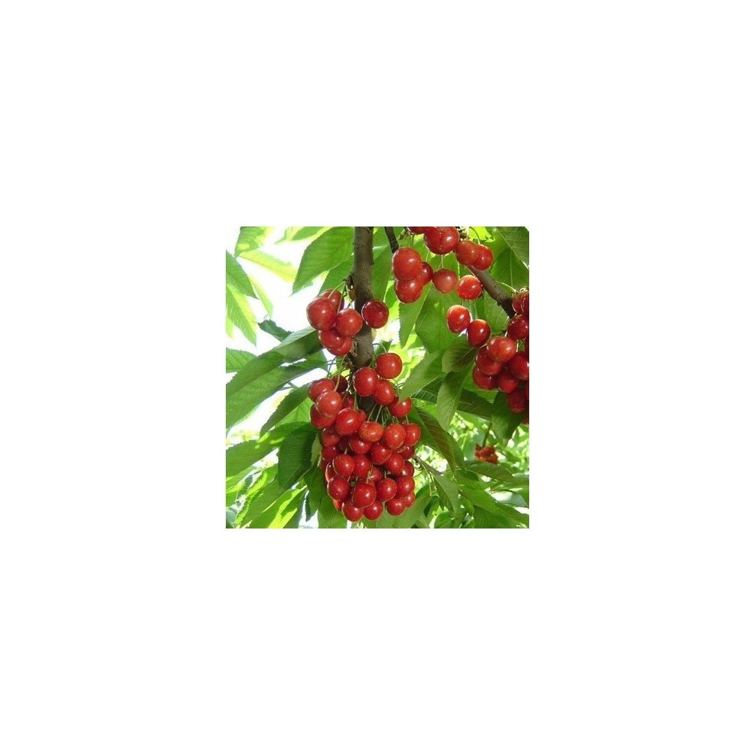 Acerola en Polvo Orgánica 1kg - Vitamina C y Antioxidantes