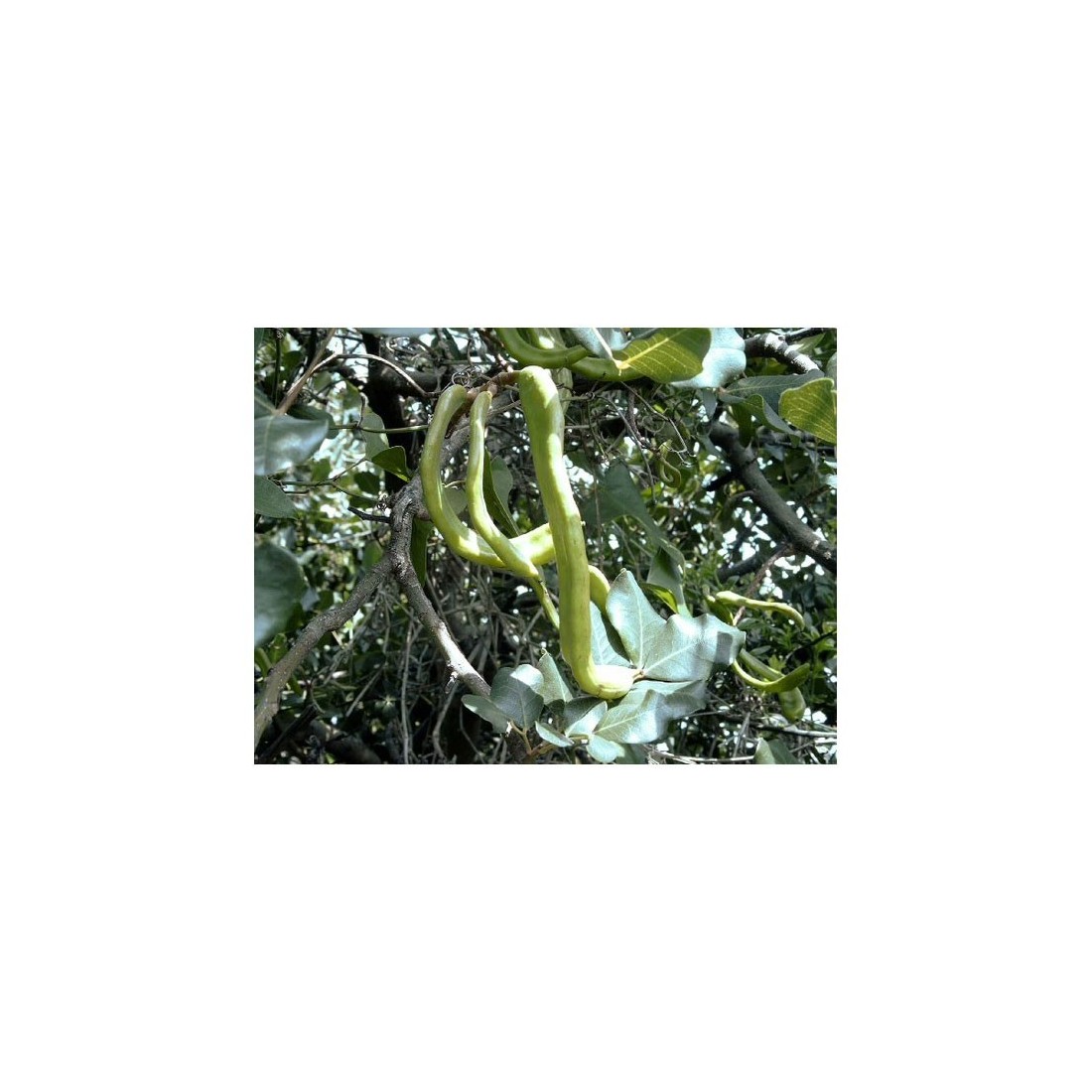 Carobpulver 1kg | Natürlich und Gesund