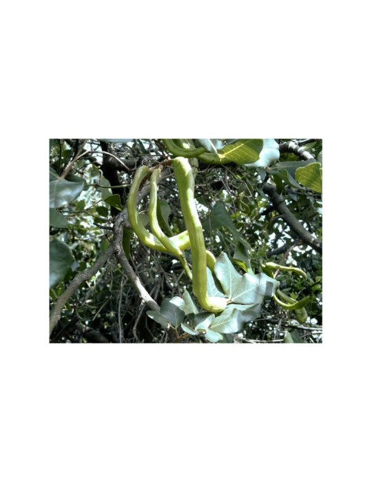 Carobpulver 1kg | Natürlich und Gesund