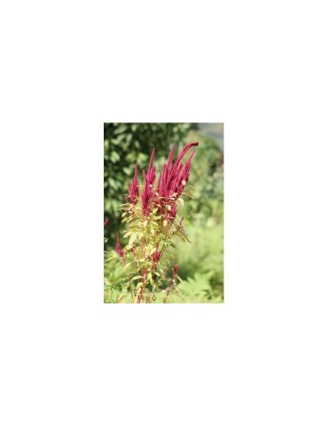 Organic Amaranth Seeds 1kg - Superfood for Health & Vitality 2