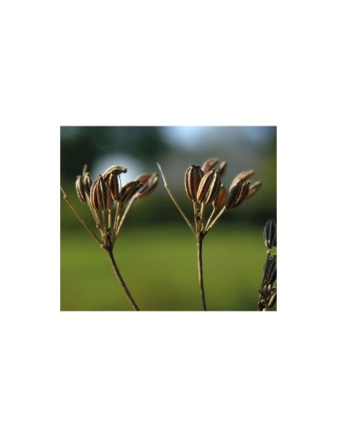 Bio Anisfrüchte - 100% Ökologisch & Versatile 2