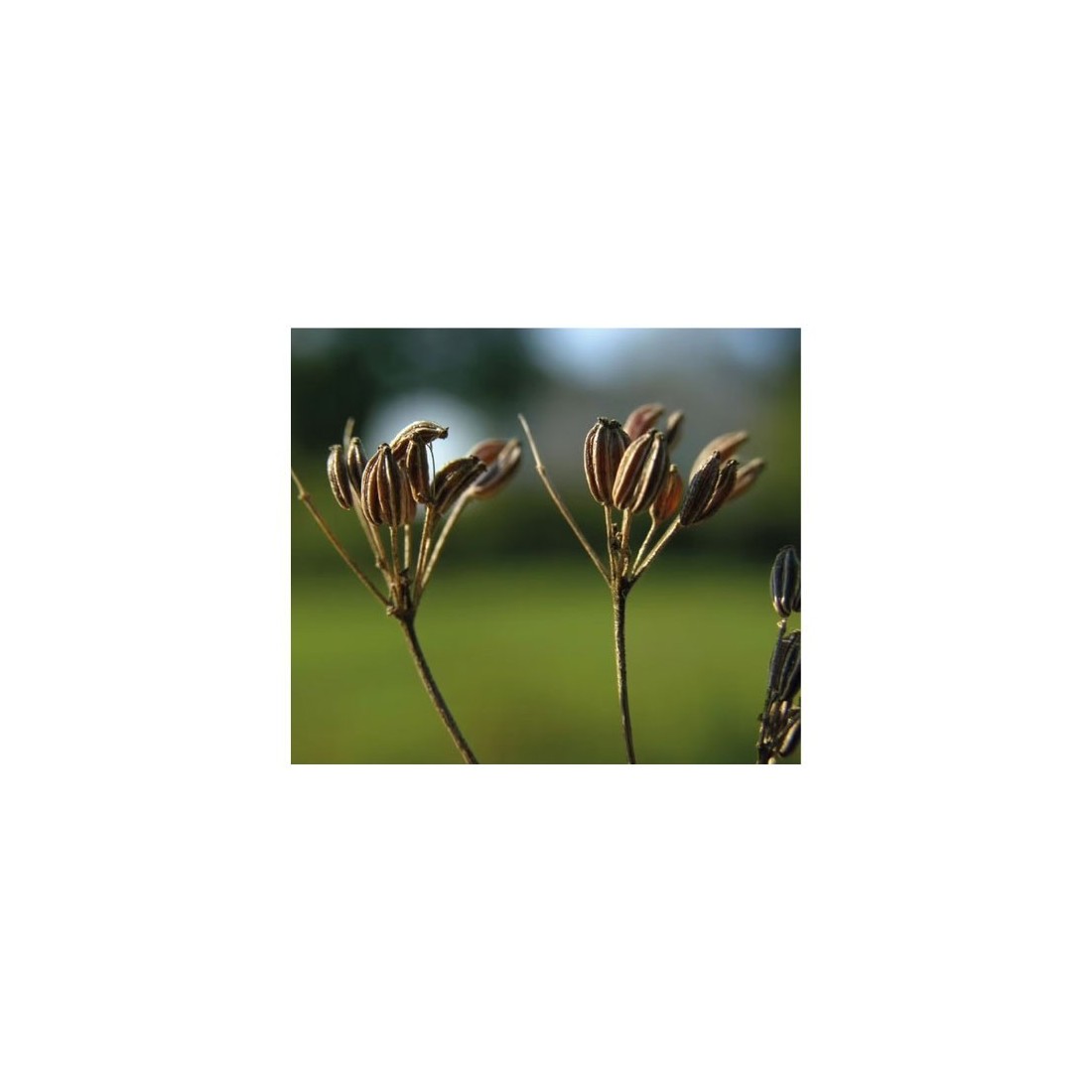 Semillas de Anís Ecológicas 1kg | Sabor Intenso y Natural