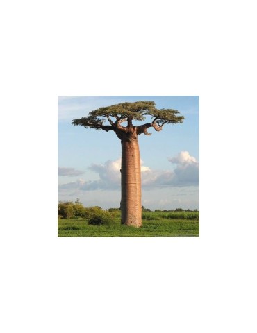 Organisches Baobab-Pulver 1kg - Superfood für mehr Energie 2