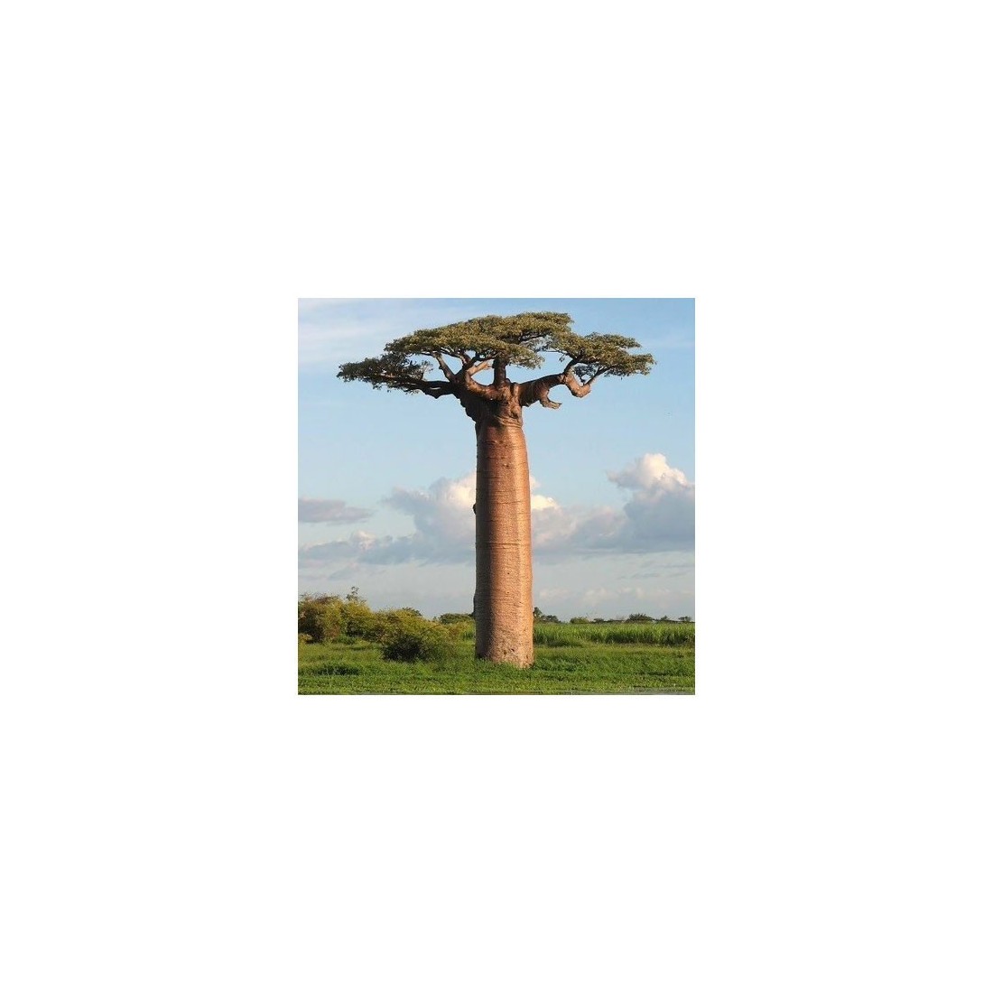 Baobab em Pó Orgânico - Superalimento Natural