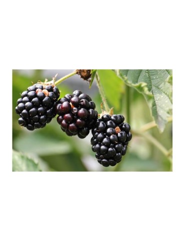 Mora in Polvere Liofilizzata Biologica 1kg 2