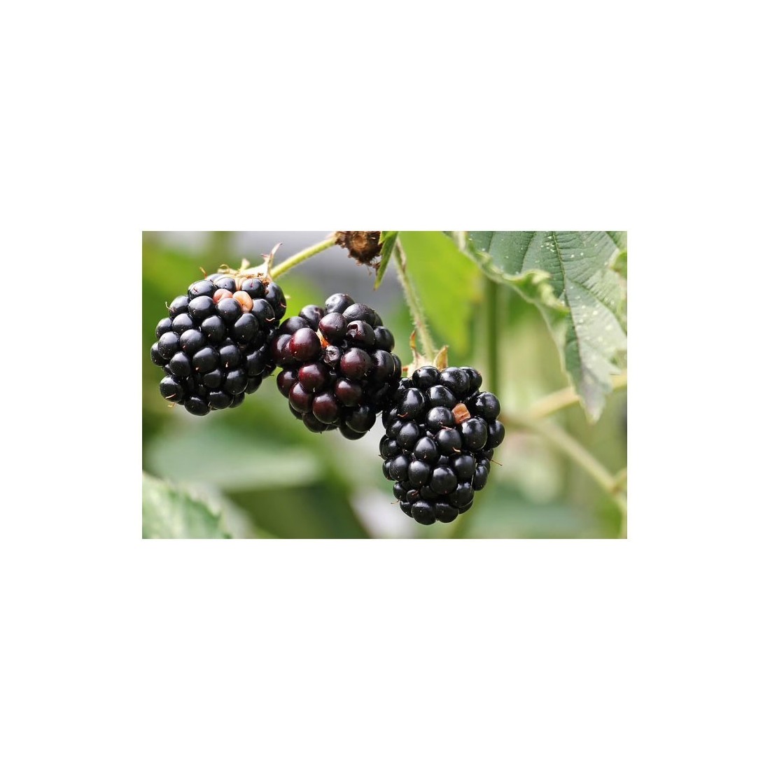 Mora Polvo Liofilizada Orgánica 1kg | Superalimento Natural