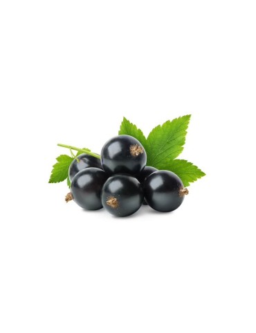 Organic Freeze-Dried Blackcurrant Powder | High... 2
