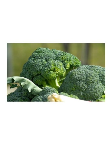 Organischer Brokkoli-Pulver 1kg - Superfood für jede... 2