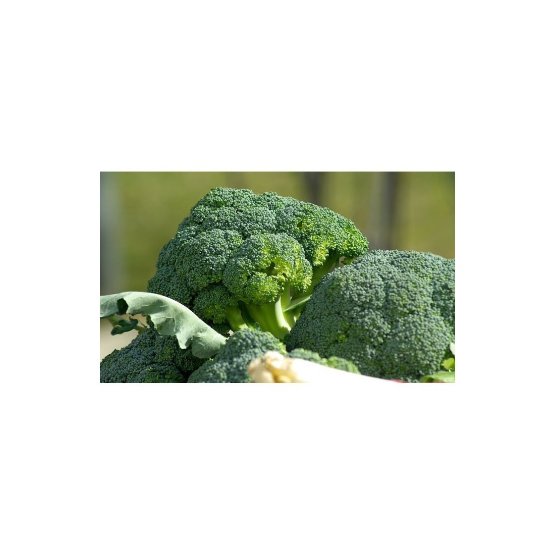 Organischer Brokkoli-Pulver 1kg - Superfood für jede...