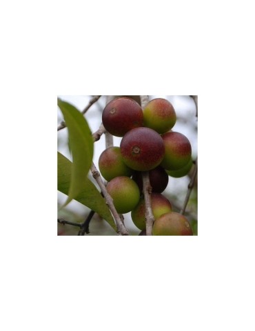 Camu Camu Polvere Biologica 1kg - Ricca di Vitamina C 2