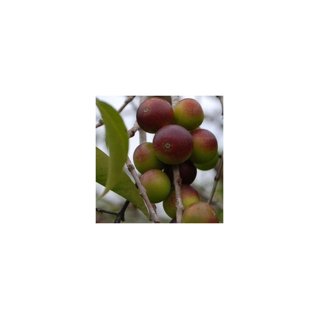 Camu Camu Bio Pulver 1kg - Reich an Vitamin C