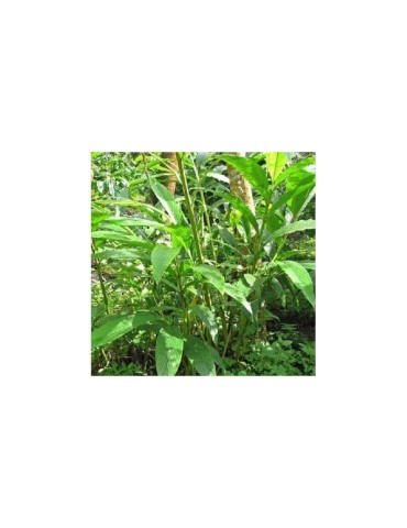 Organischer Cardamom 1 kg - Intensiver Geschmack &... 2