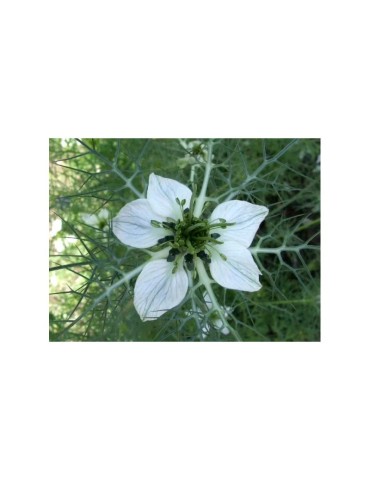 Cumino Nero Biologico 1kg | Gusto Intenso e Salutare 2