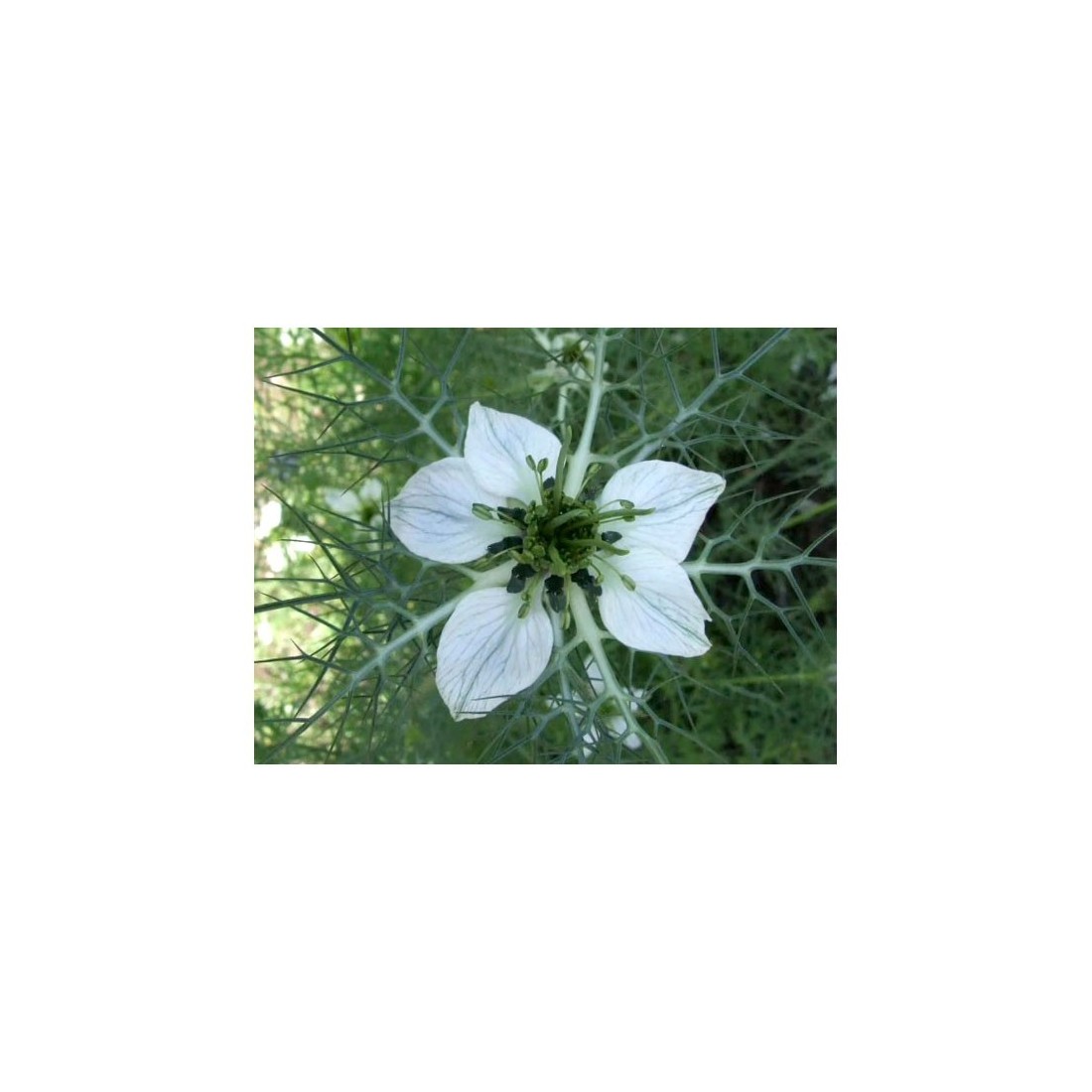 Comino Negro Orgánico 1kg | Sabor Intenso y Saludable