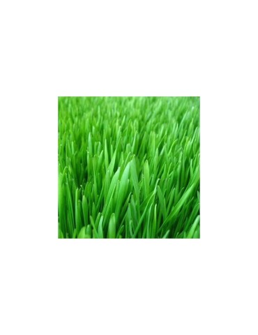 New-Zealand-Hirse-Pflanze – Superfood für mehr Energie &... 2