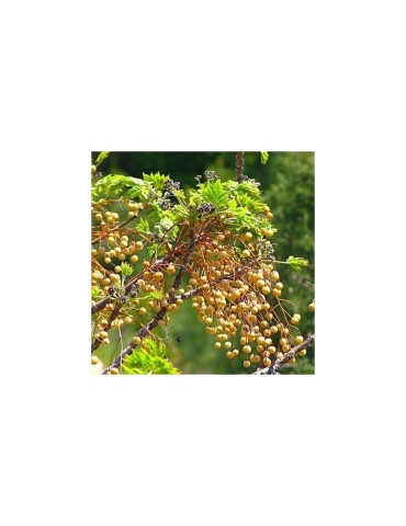 Goldenen Beeren Bio - Superfood für mehr Energie 2