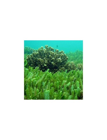 Organische Chlorella-Pulver 1kg - Superfood für mehr... 2