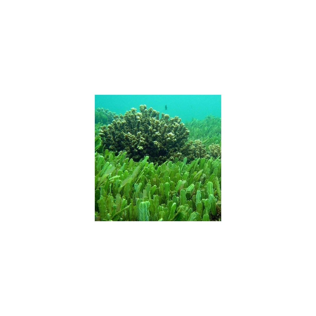 Chlorella Organica in Capsule - Detox & Energia