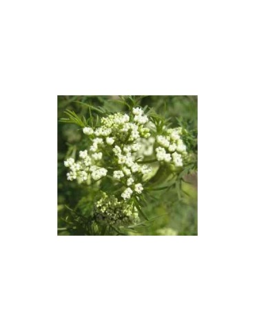 Cumino Intero Biologico 1kg | Gusto Intenso e Naturale 2