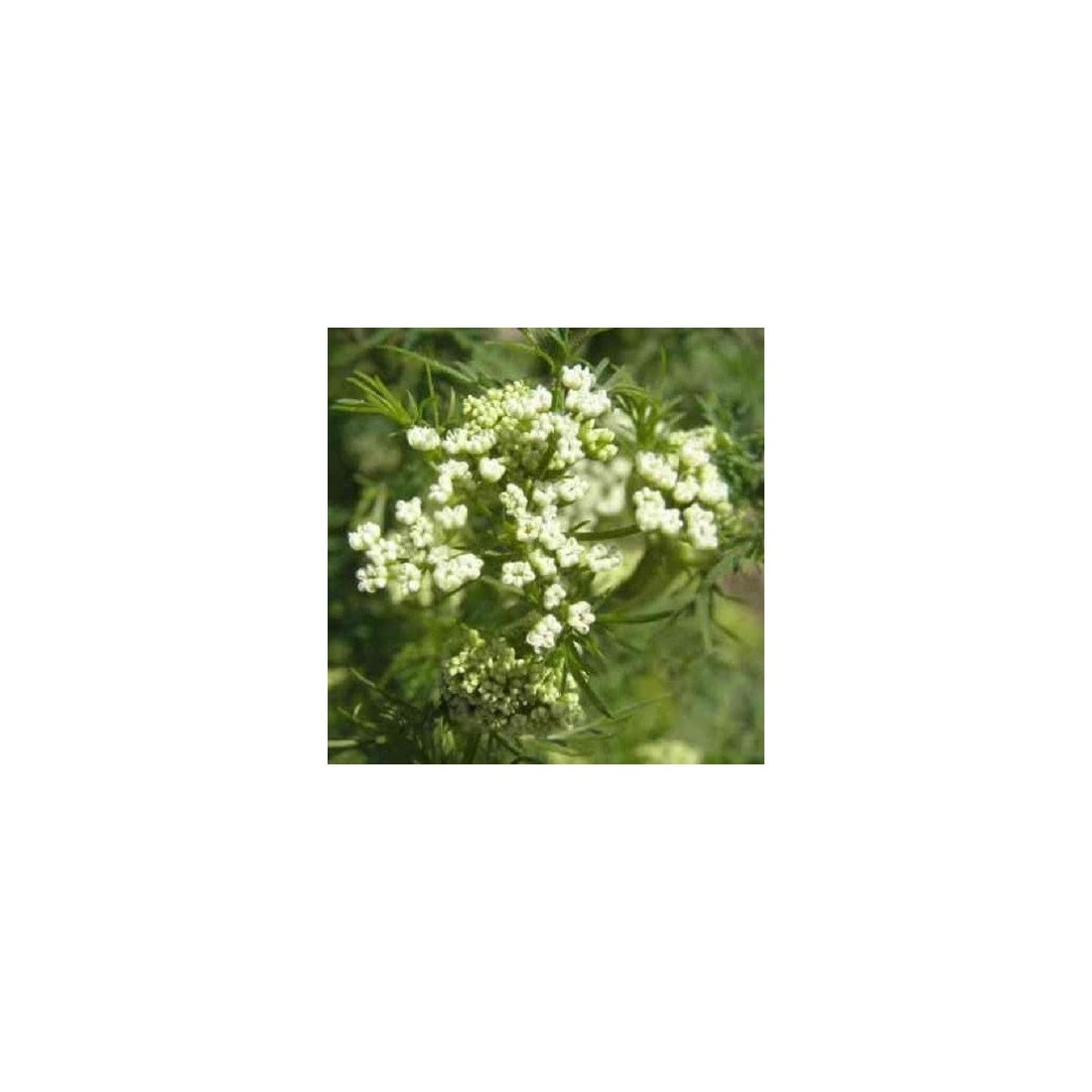 Bio Ganzer Kreuzkümmel 1kg | Intensiver, natürlicher Geschmack
