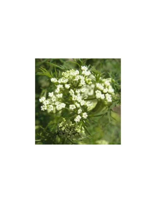Cumino Intero Biologico 1kg | Gusto Intenso e Naturale