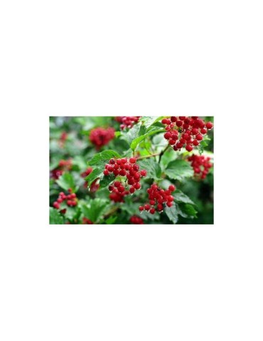 Organische Beeren mit Natürlicher Süße 1kg 2