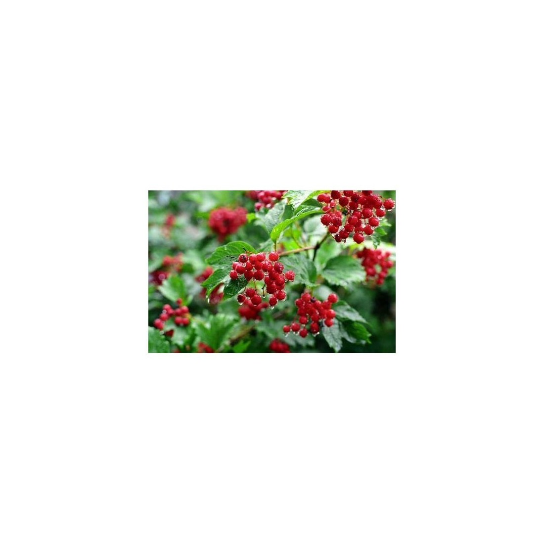 Organic Cranberry Granules 1kg - Rich Antioxidants &...