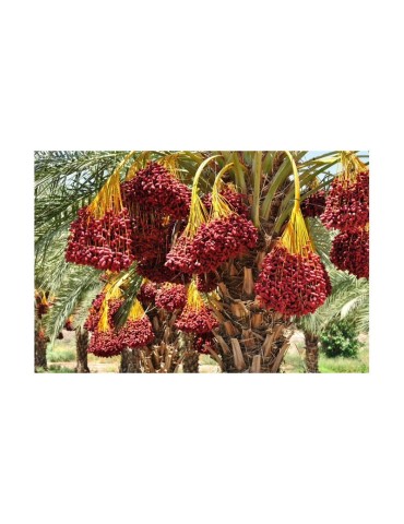 Bio Dattel Pulver 1kg | Gesunde Süße 2