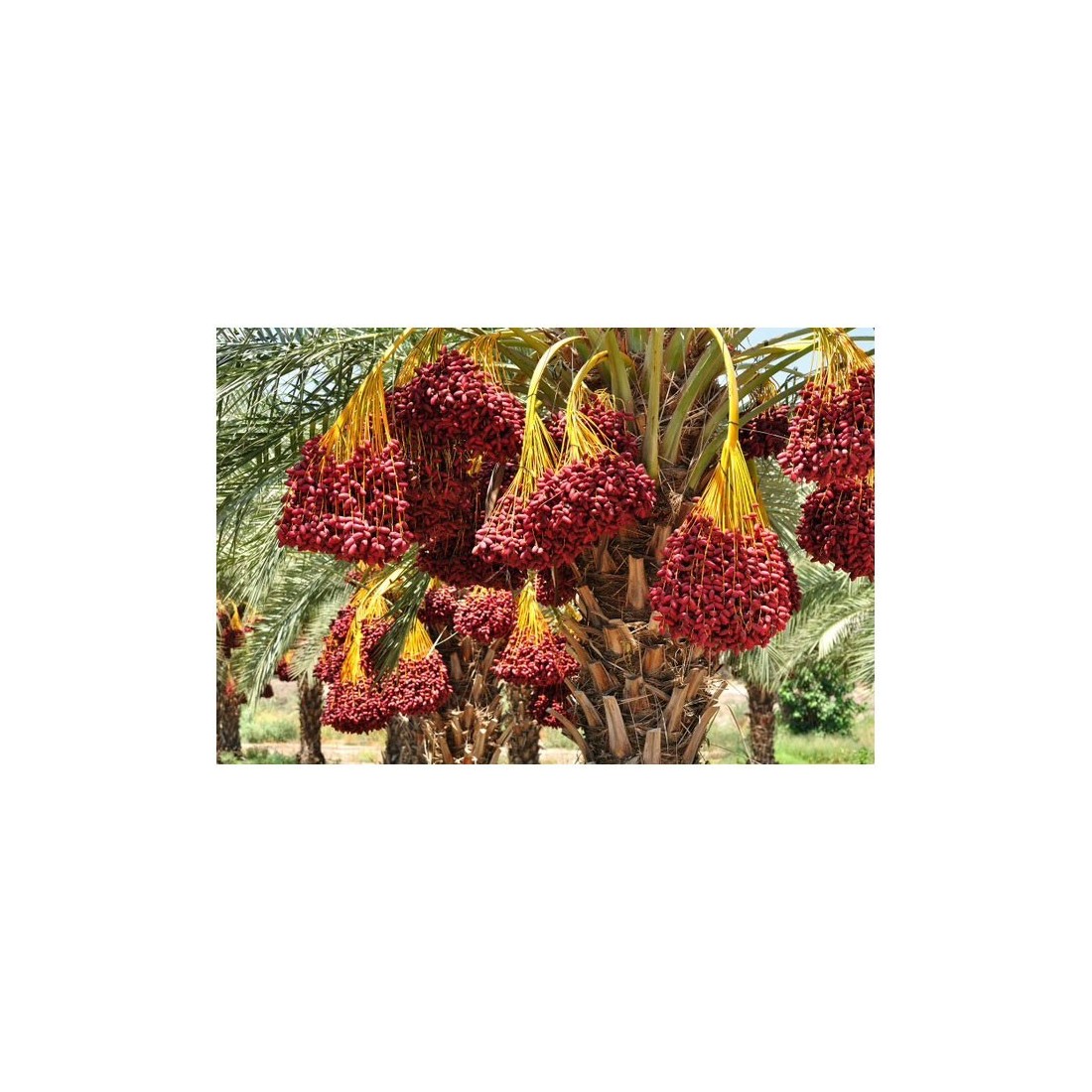 Poudre de Dattes Bio 1kg | Sucrez Naturellement