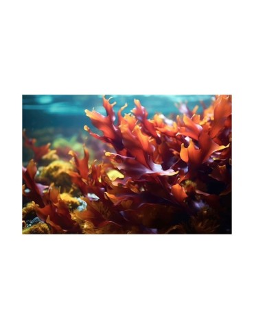 Bio Dulse-Algenpulver - Naturales Superfood mit... 2
