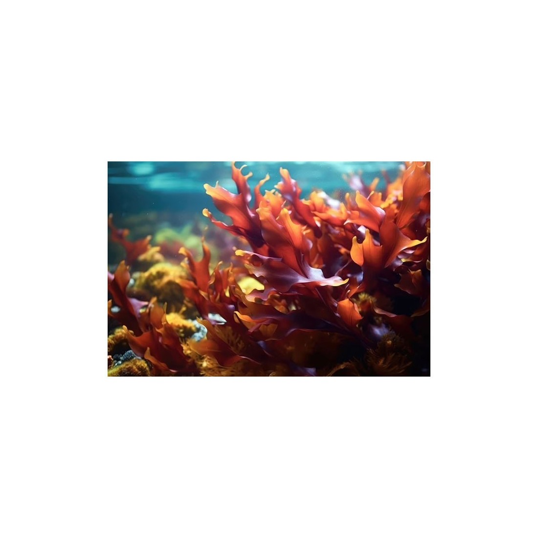 Algues Dulse en Poudre Bio - Superaliment Naturel