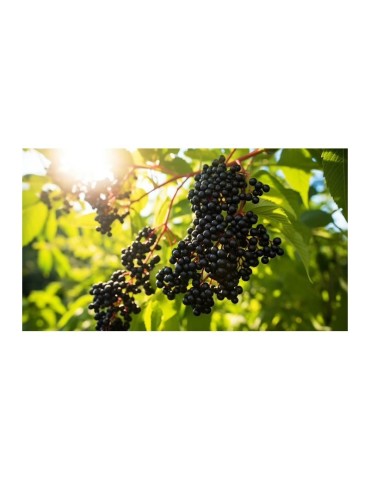 Saúco Liofilizzato Organico - Superalimento Antiossidante 2