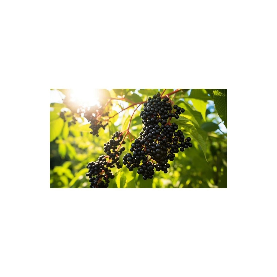 Saúco Liofilizzato Organico - Superalimento Antiossidante