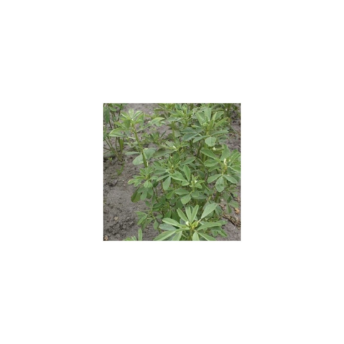 Organic Ground Fenugreek 1kg | Health and Wellness