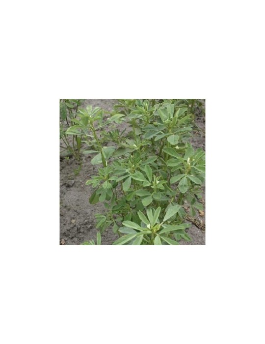 Organic Ground Fenugreek 1kg | Health and Wellness