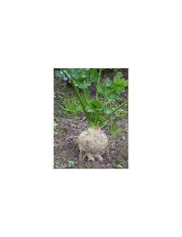 Organic Celery Root Powder 1kg - Nutrient Boost for... 2