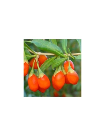 Baies de Goji Biologiques - Énergie & Santé 2