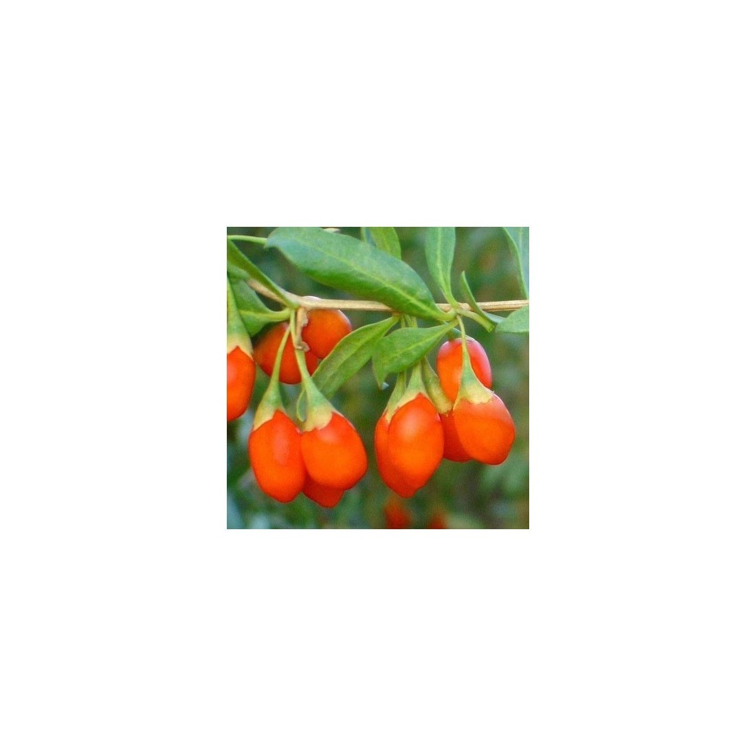 Baccate di Goji in Polvere Liofilizzate Biologiche -...