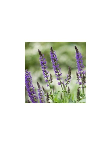 Sementes de Chia Negra Orgânicas 1kg - Superalimento Energético 2