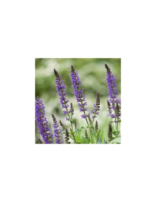 Bio Schwarze Chia Samen 1kg - Energiereiches Superfood