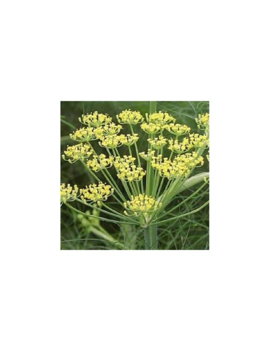 Fenouil Moulu Bio 1kg | Saveur Aromatique et Santé