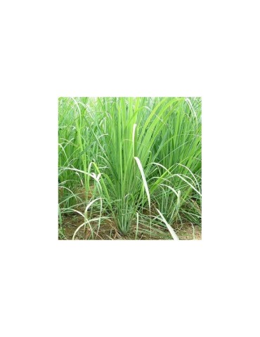 Limoncillo en Poudre Bio 1kg | Goût Citron Frais Naturel 2