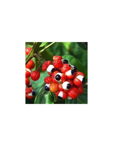 Organic Guarana Powder 1kg - Natural Energy & Focus Boost 2