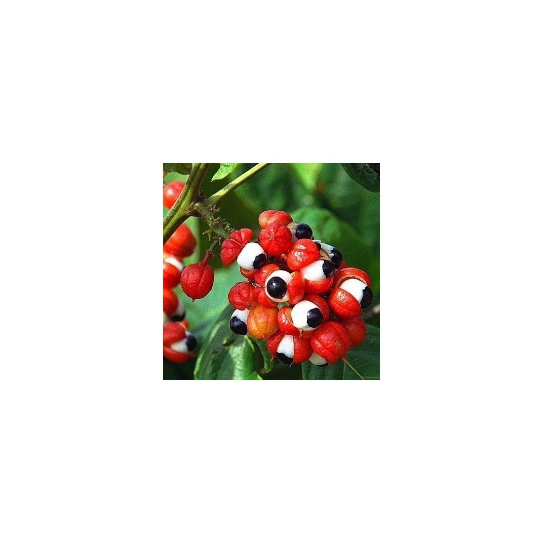Organischer Guaraná-Pulver 1 kg – Natürlicher Energieboost