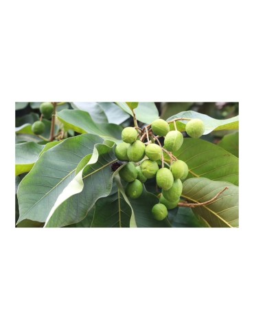 HARAD Organic Powder - Revitalize Plants & Garden Naturally 2